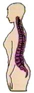 Spine Side View